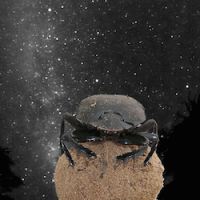 A dung beetle sitting on a dung ball looking at the Milky Way.