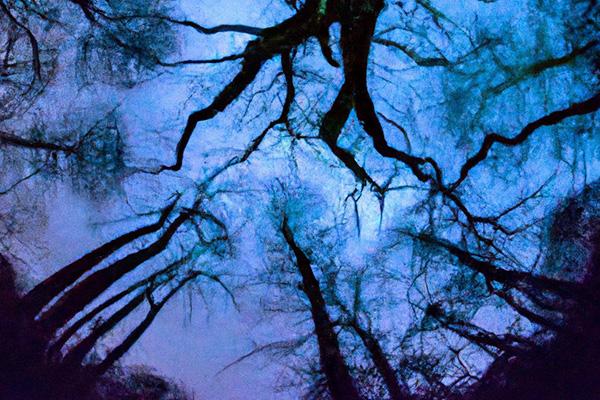 AI generated spooky forest